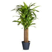 kunstliche-dracaena-im-plastik-topf-155-cm-ibbe-design-1_861x.progressive_36d7af64-d74e-49b8-9f45-7f0495ffda4d.jpg