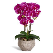 kunstliche-violett-orchidee-phalaenopsis-im-grau-zement-topf-42-cm-ibbe-design-1_861x.progressive_31659204-71fa-4862-b6a7-fab2ab29d687.jpg